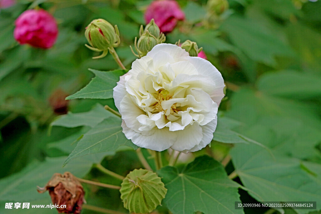 木芙蓉