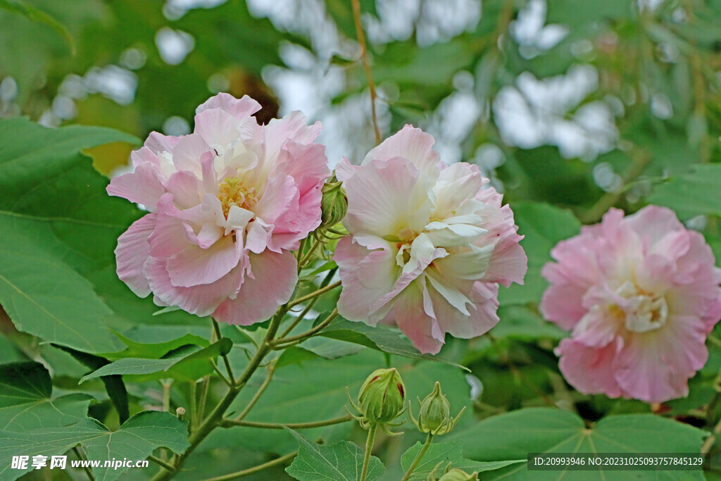 粉色木芙蓉花