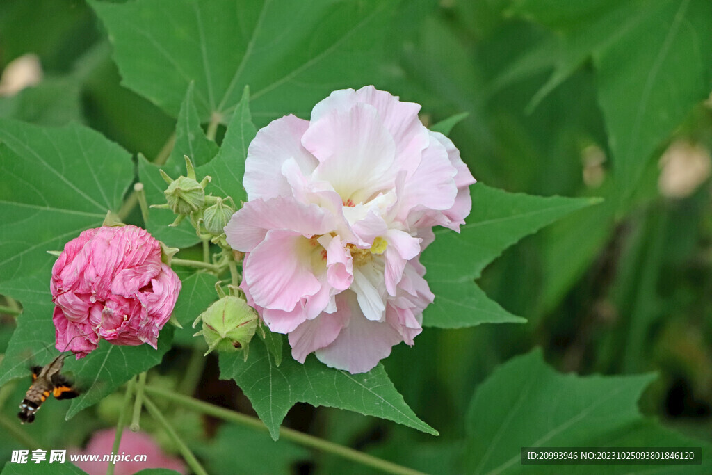 木芙蓉