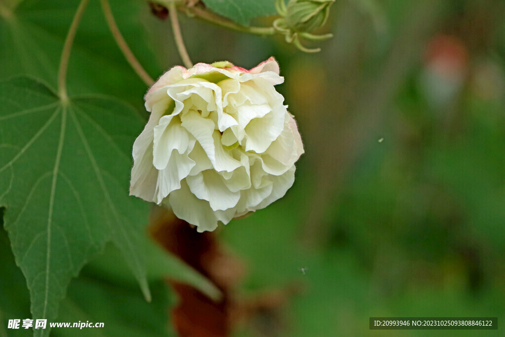 木芙蓉