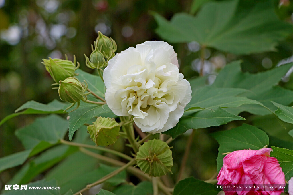 木芙蓉