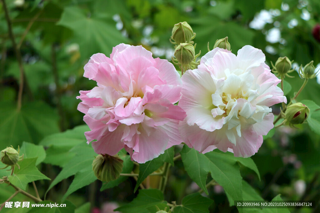 木芙蓉