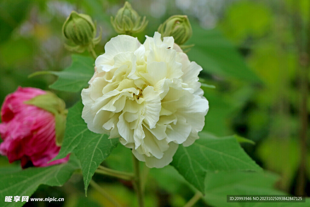 木芙蓉