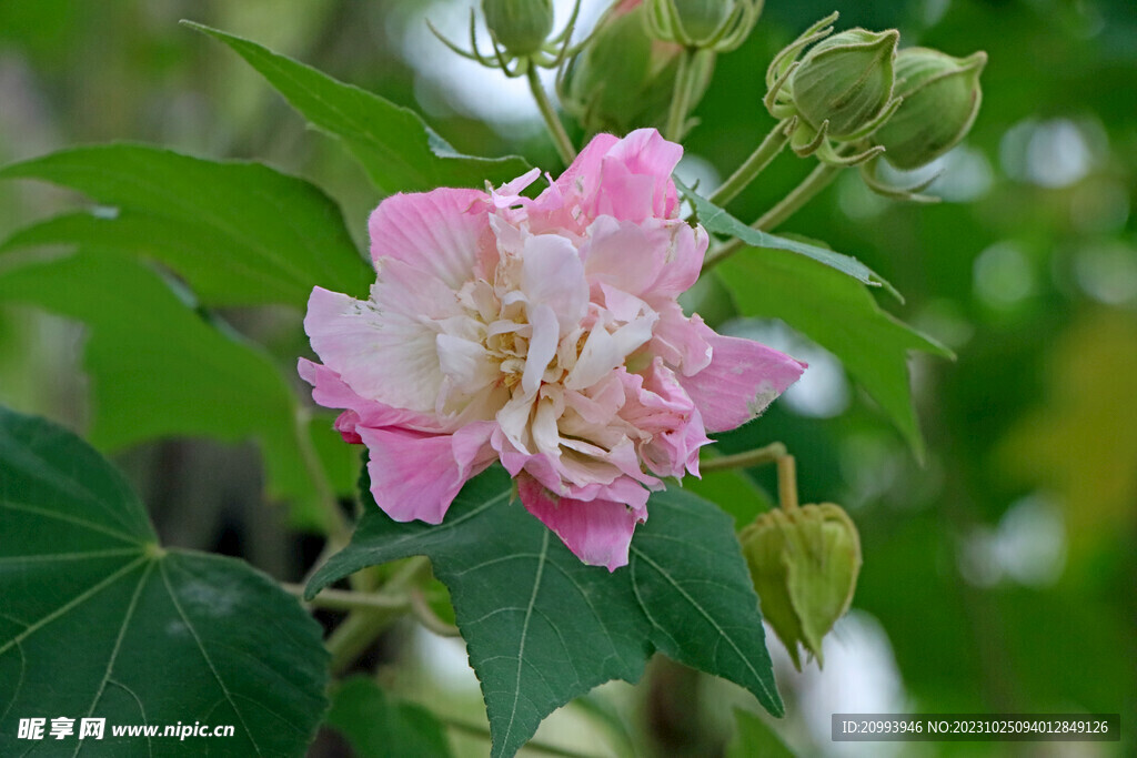 木芙蓉