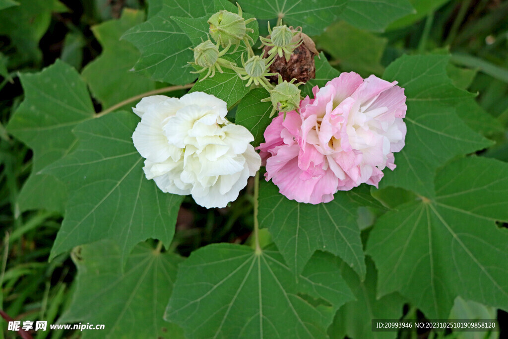 木芙蓉