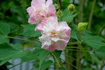木芙蓉