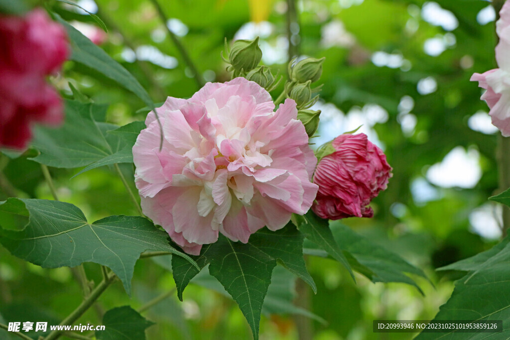 木芙蓉