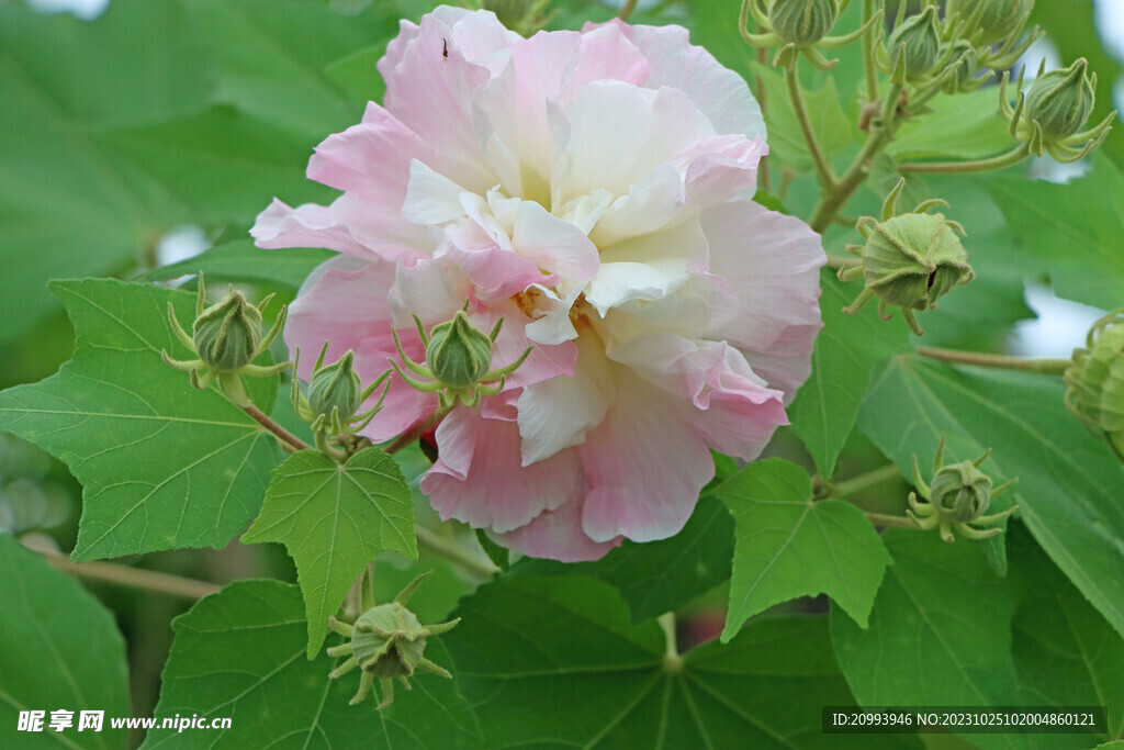 木芙蓉