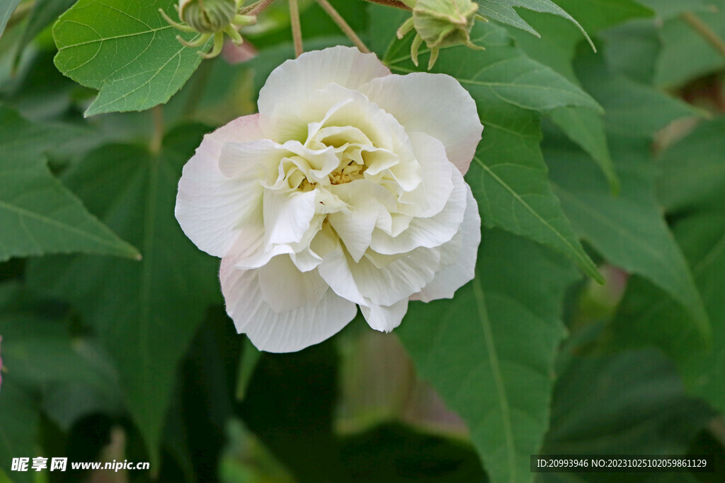 木芙蓉