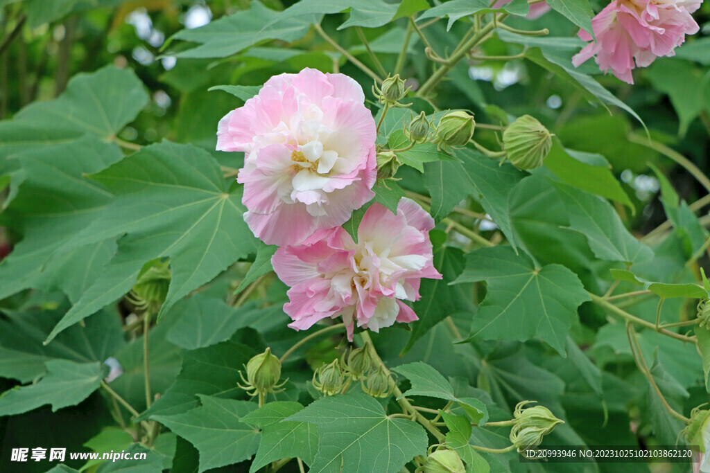 木芙蓉