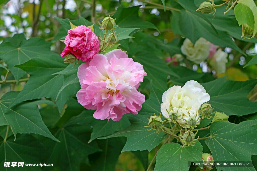 木芙蓉