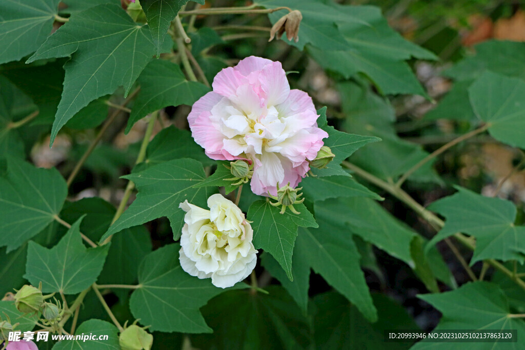 木芙蓉