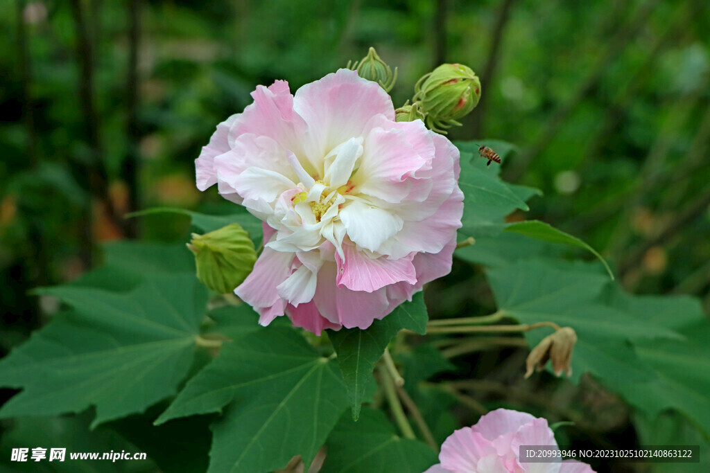 木芙蓉