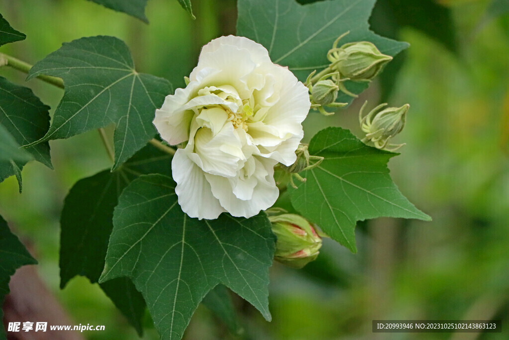 木芙蓉