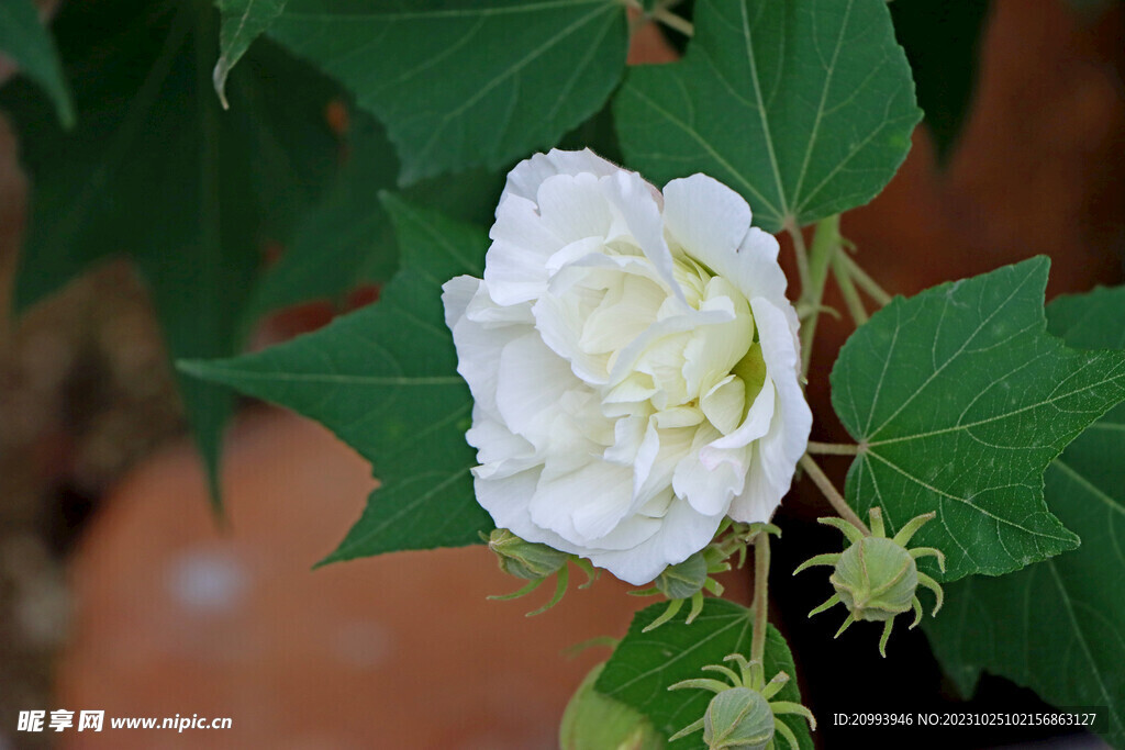 木芙蓉