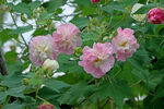 木芙蓉
