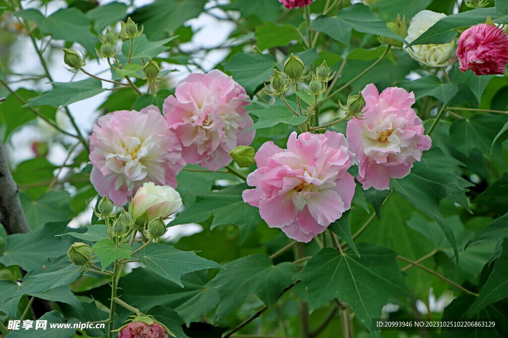 木芙蓉