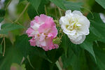 木芙蓉