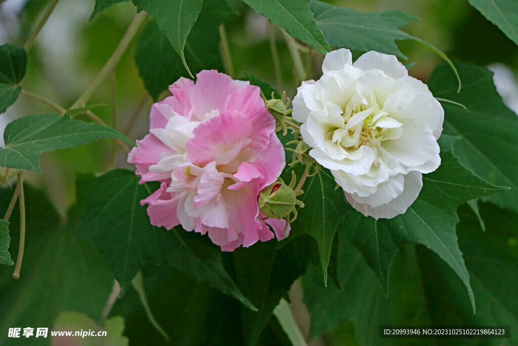 木芙蓉