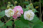 木芙蓉