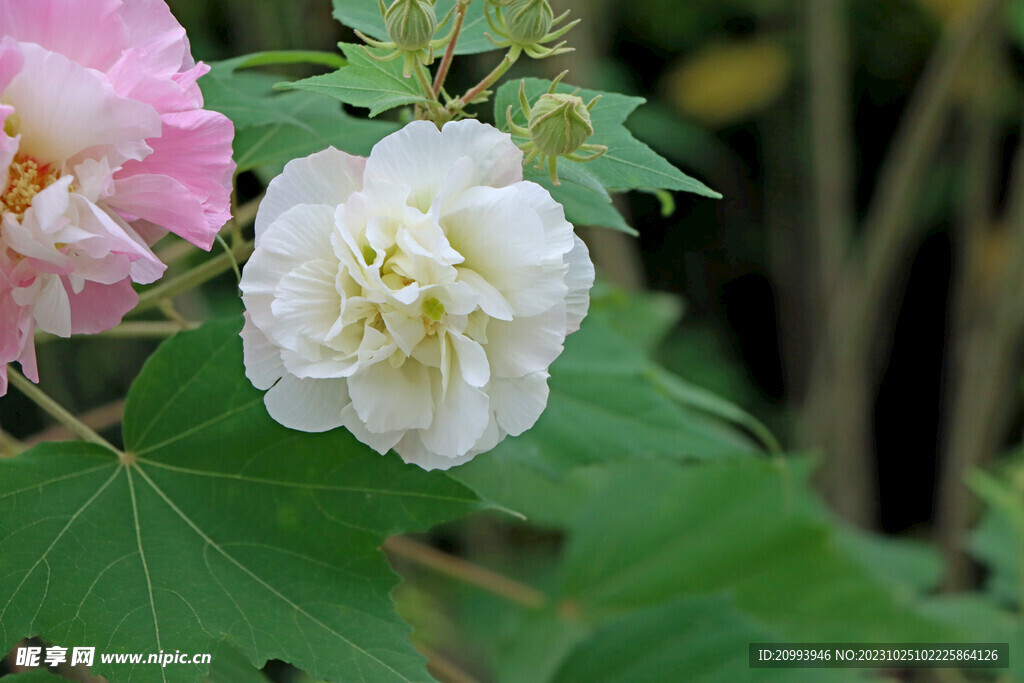 木芙蓉