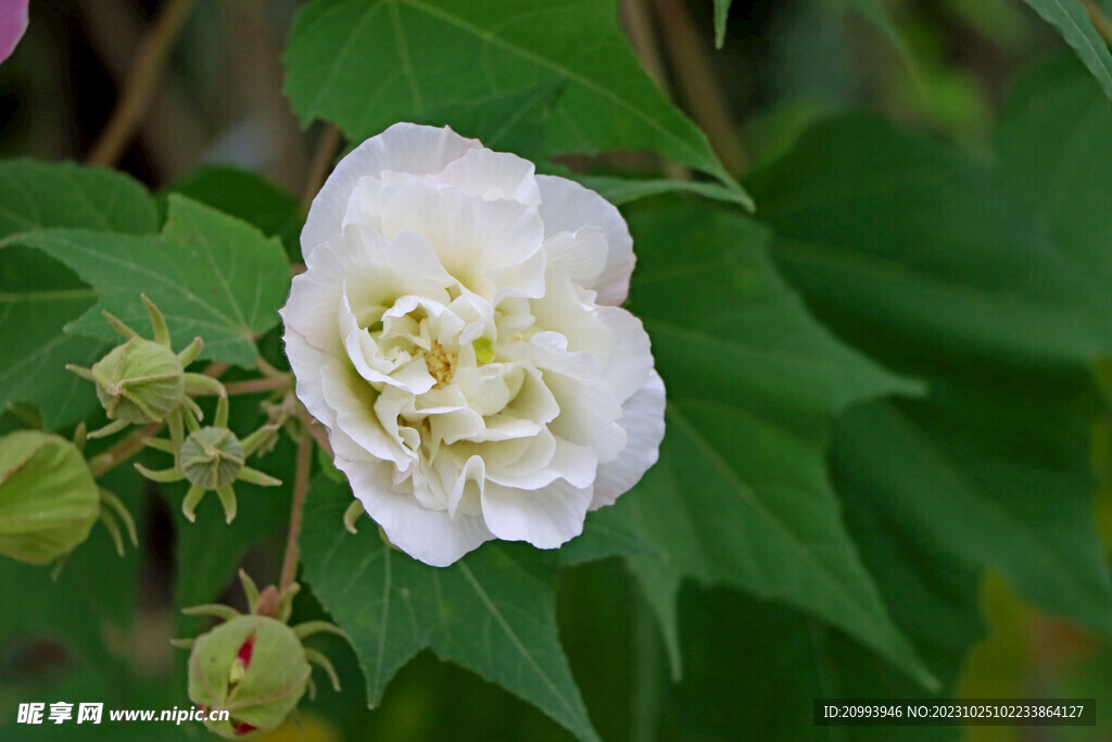 白色木芙蓉花