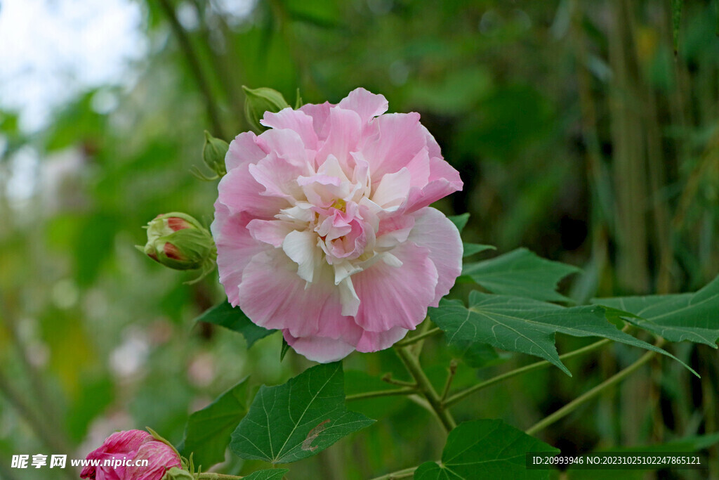 木芙蓉
