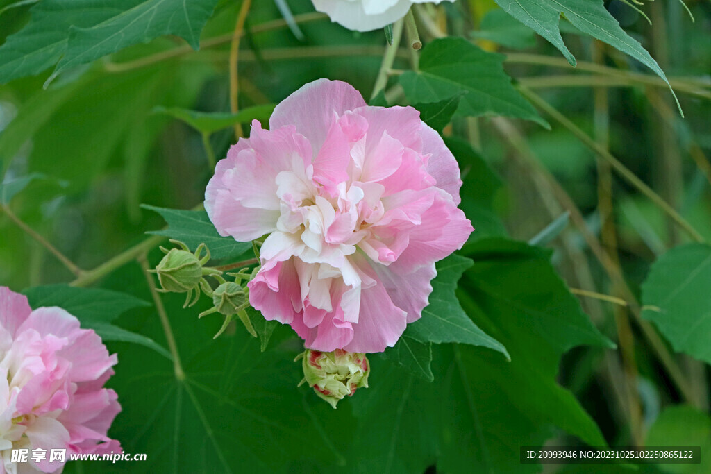 木芙蓉