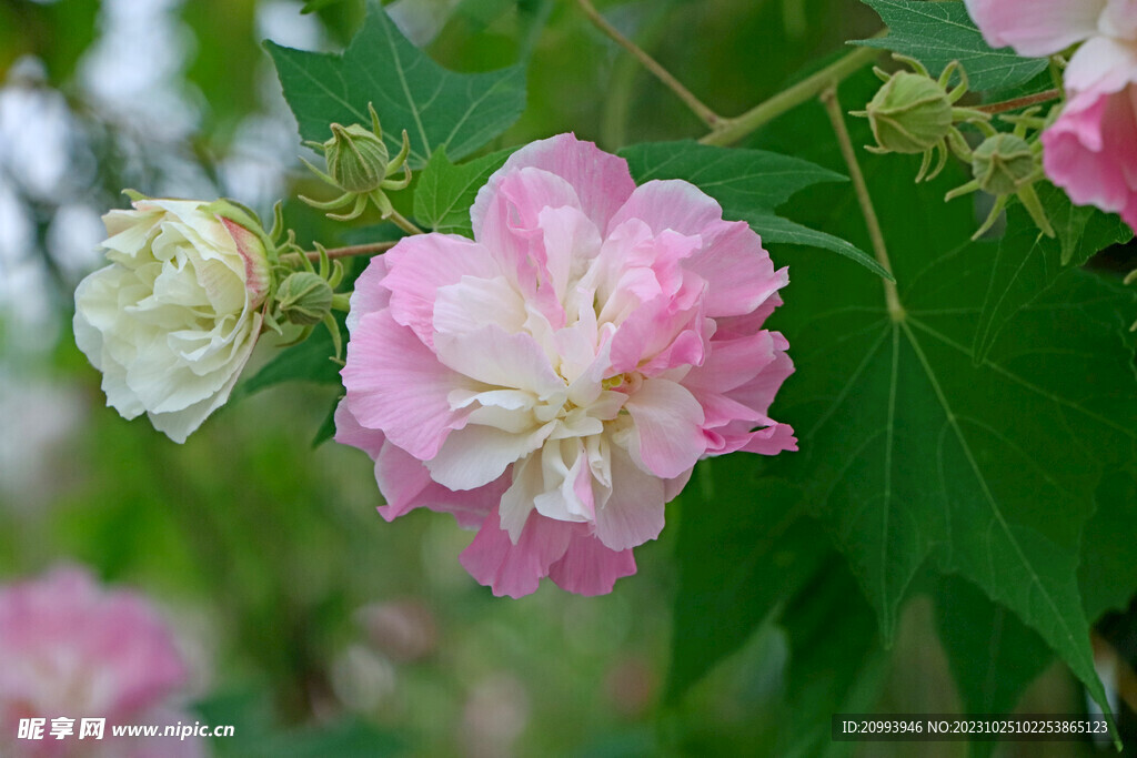 木芙蓉