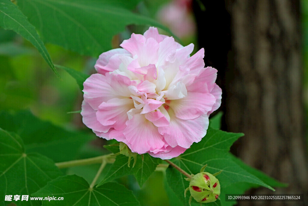 木芙蓉