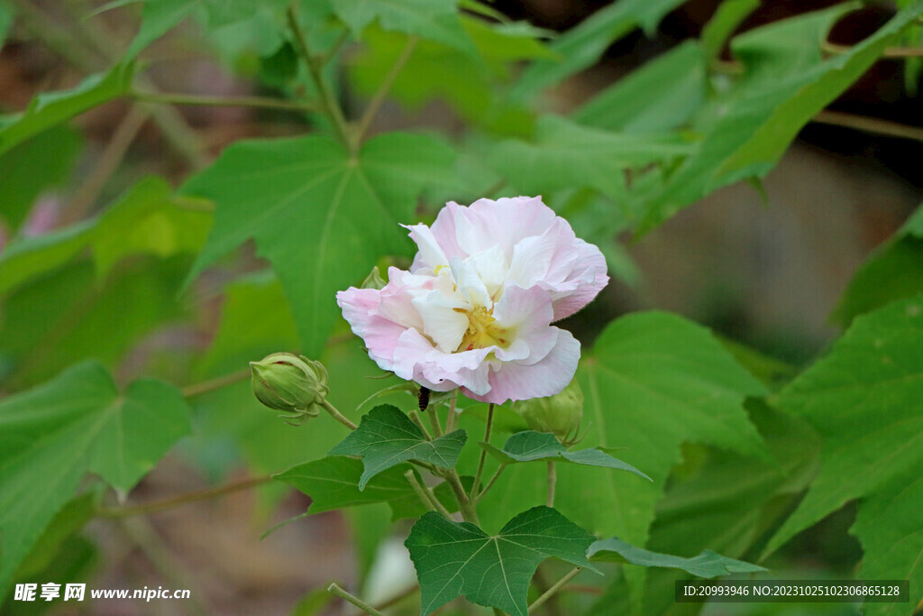 木芙蓉