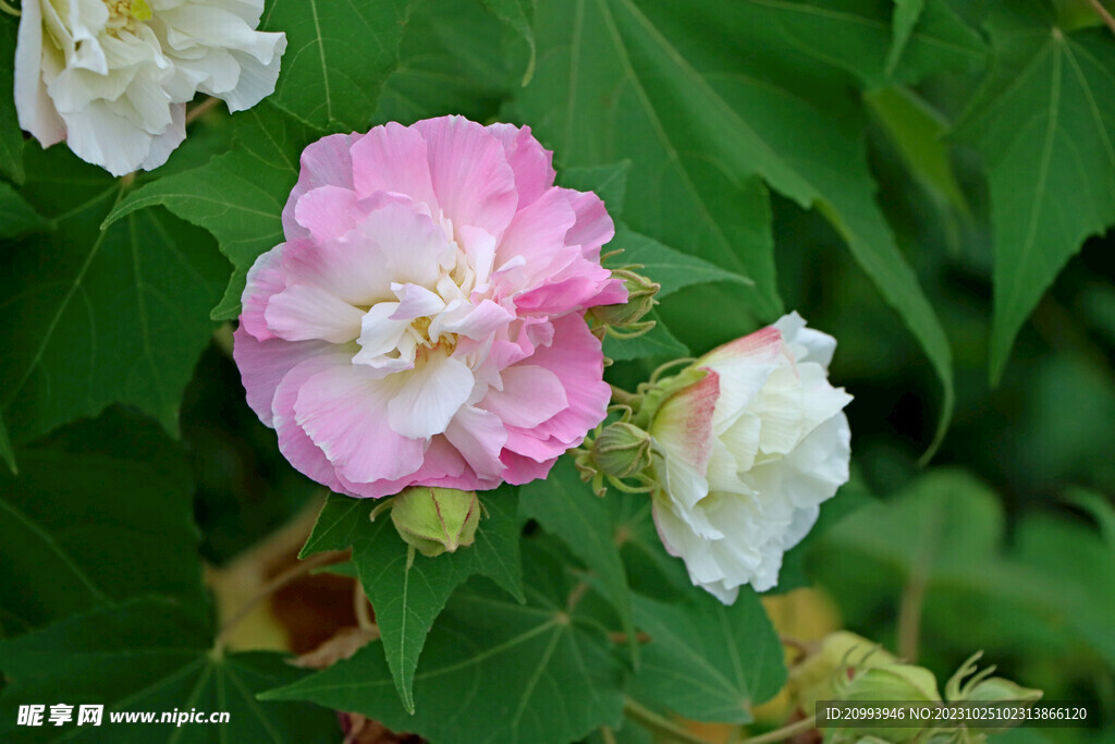 木芙蓉