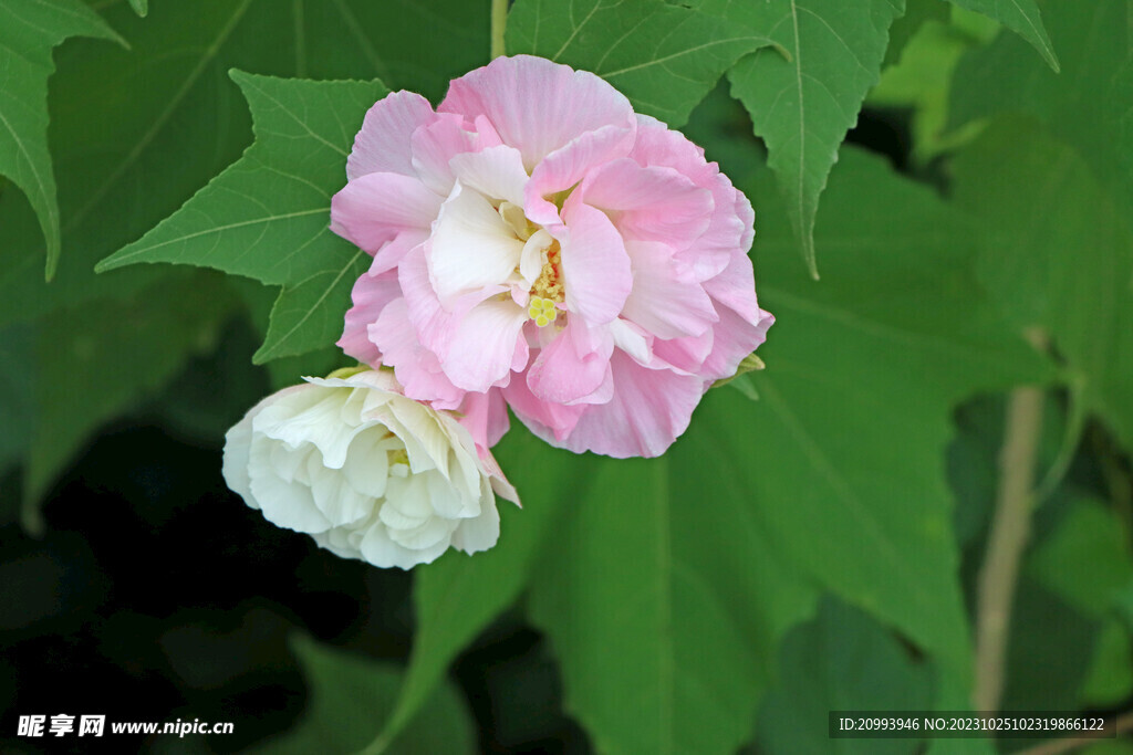 木芙蓉