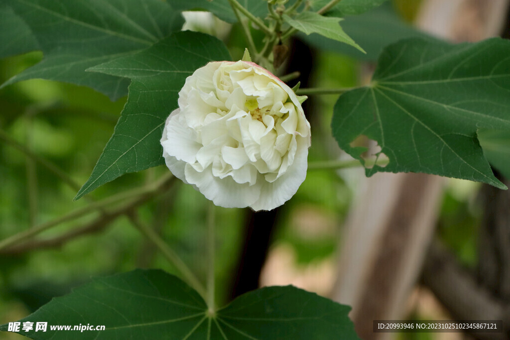 白色木芙蓉花