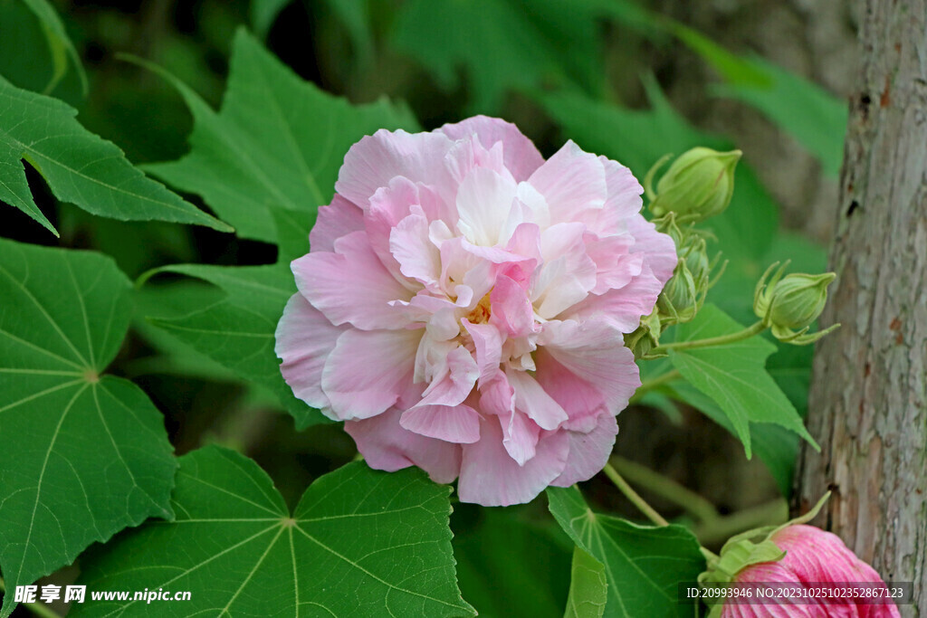 粉色木芙蓉花