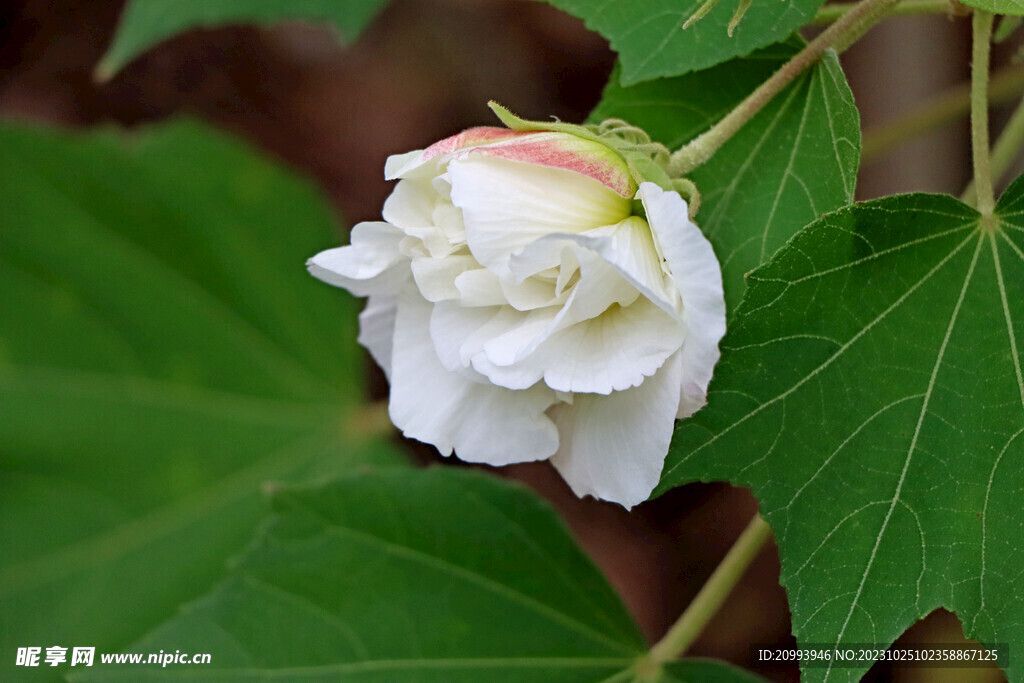 白色木芙蓉花