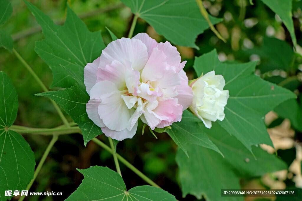 白色木芙蓉花