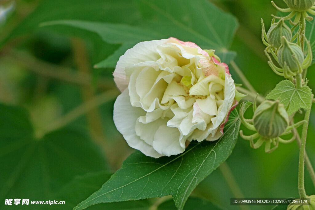 白色木芙蓉花