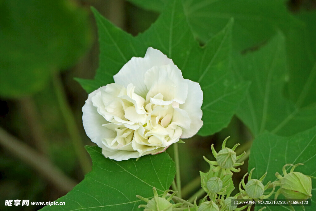 白色木芙蓉花