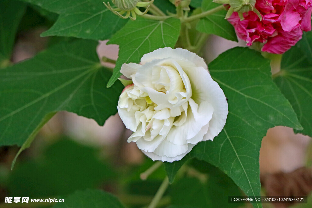 白色木芙蓉花