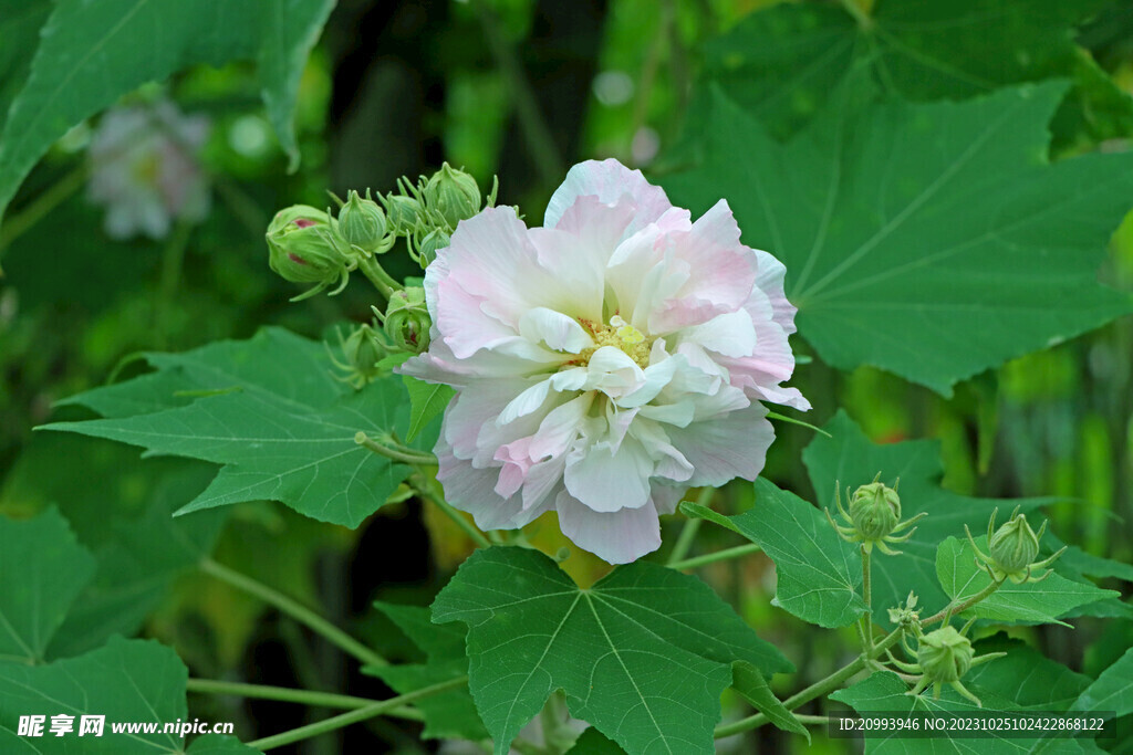 白色木芙蓉花