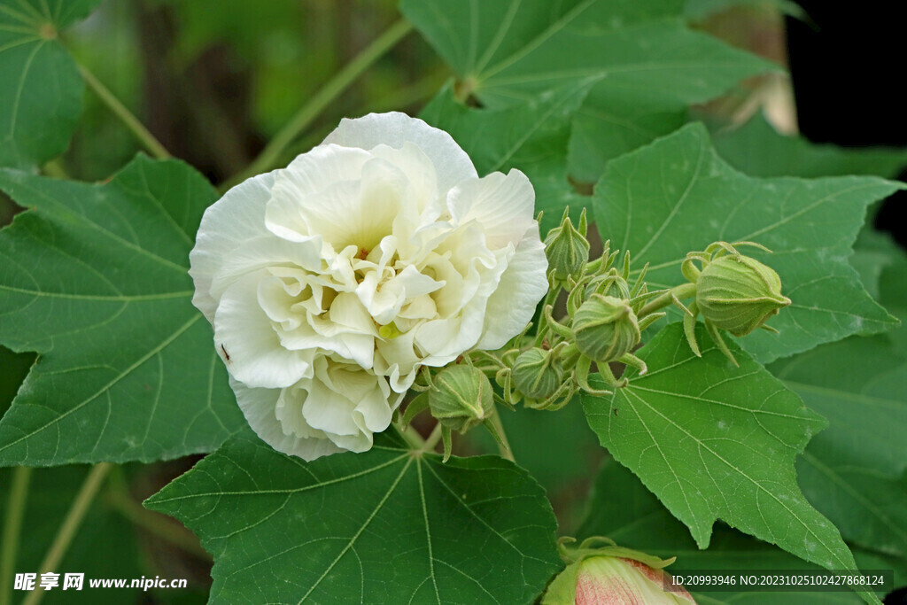 白色木芙蓉花