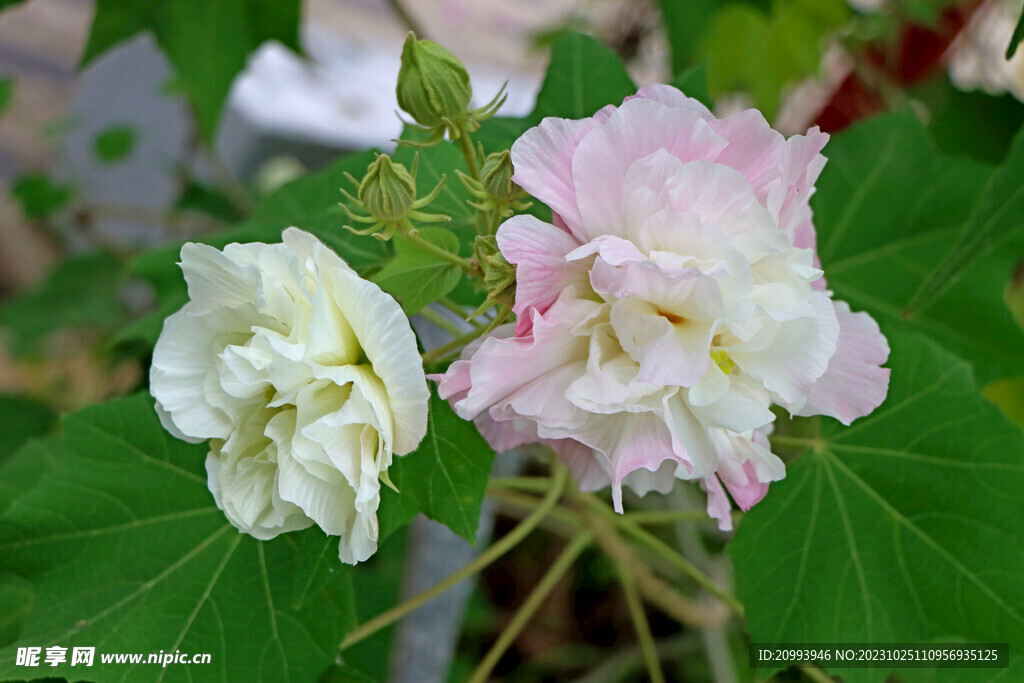 粉色木芙蓉花