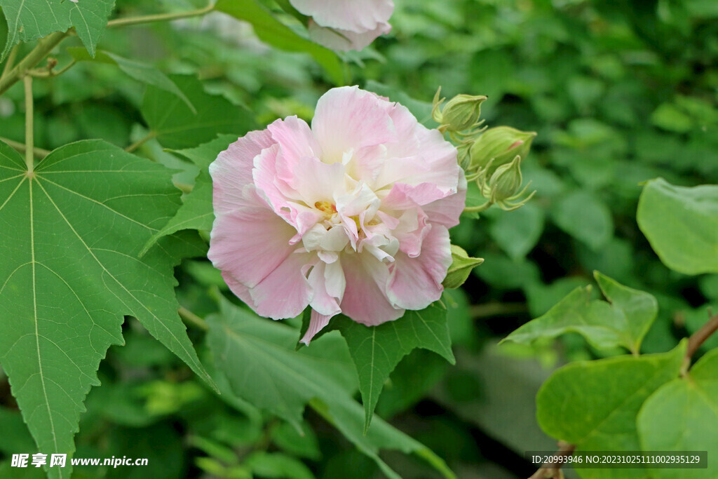 粉色木芙蓉花