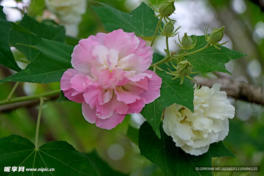 粉色木芙蓉花