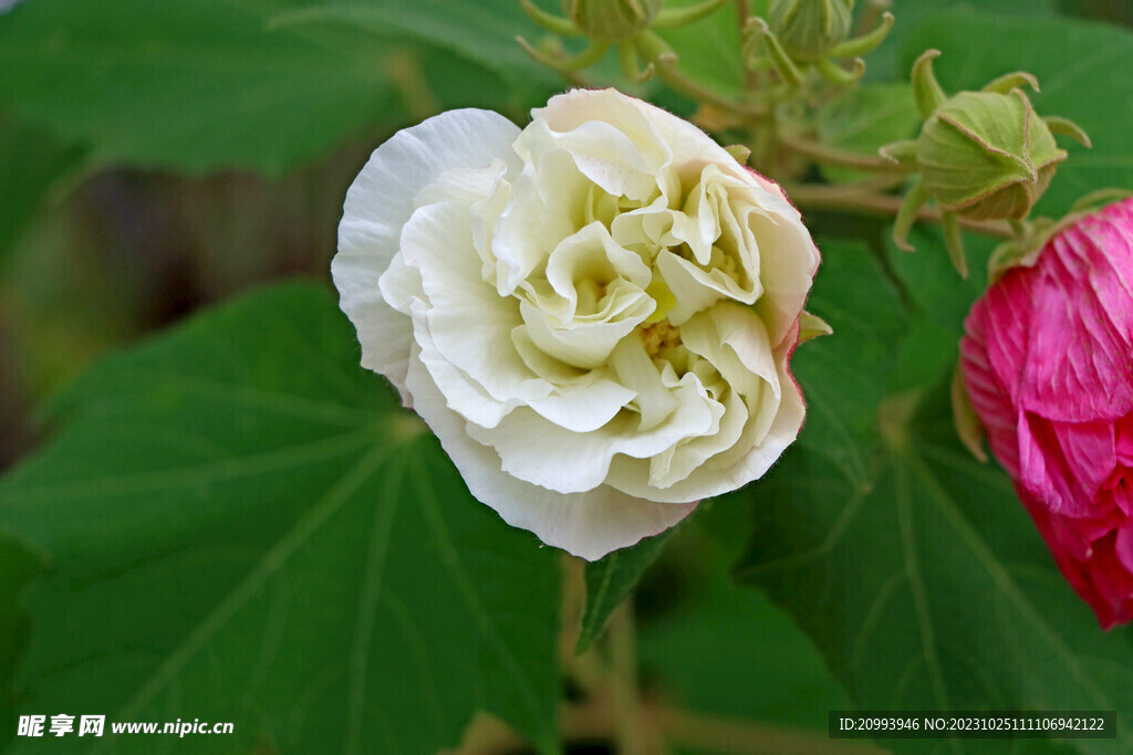 白色木芙蓉花