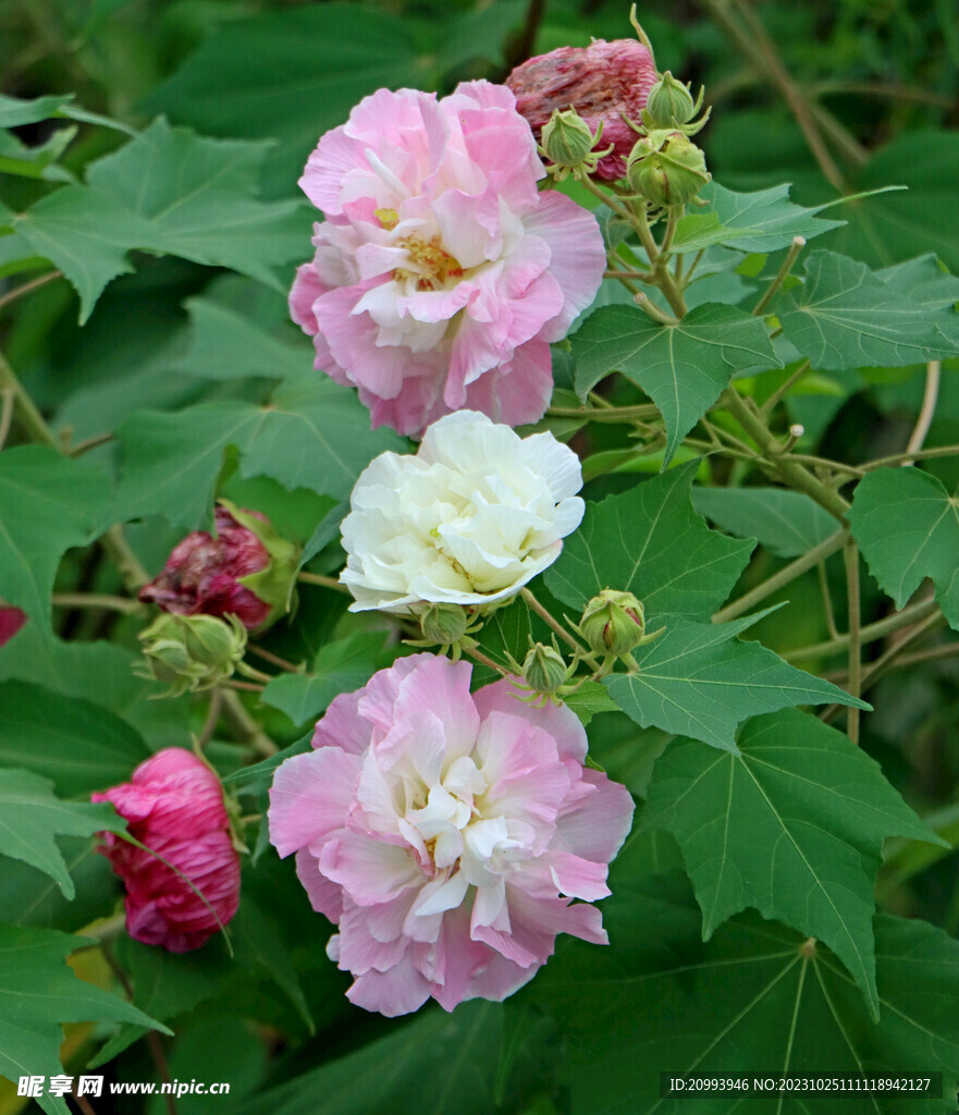 粉色木芙蓉花