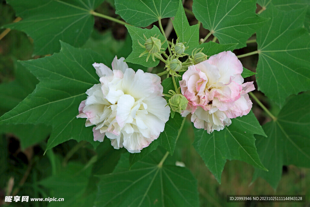 白色木芙蓉花