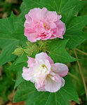 粉色木芙蓉花
