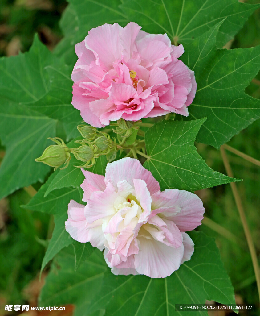 粉色木芙蓉花